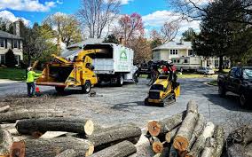 Professional Tree Care in Manchester, GA