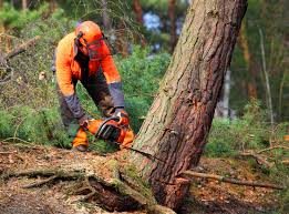 Lawn Pest Prevention in Manchester, GA