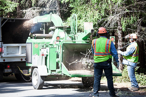 How Our Tree Care Process Works  in  Manchester, GA